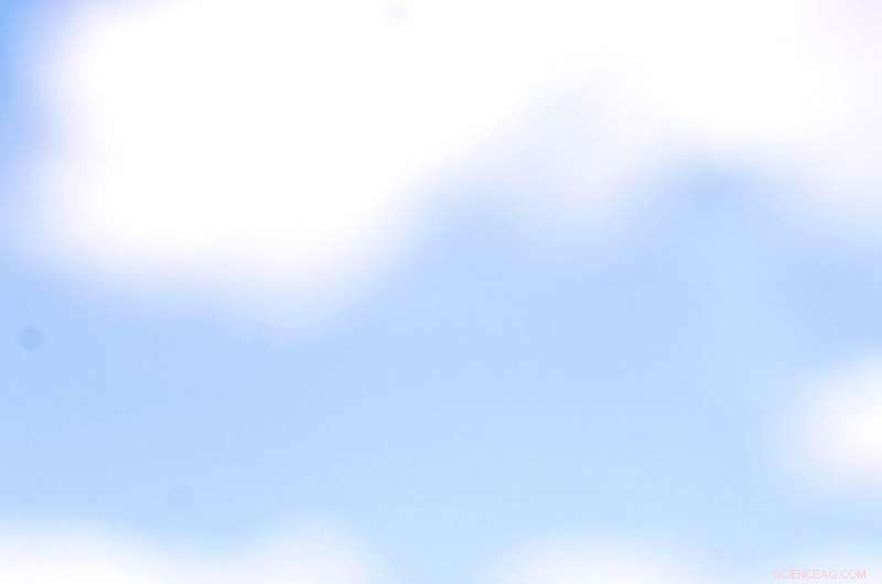 Desert Ants Assess Landmark Reliability to Find Their Way Home