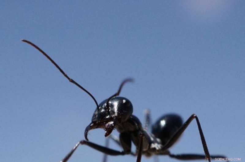 Desert Ants Assess Landmark Reliability to Find Their Way Home