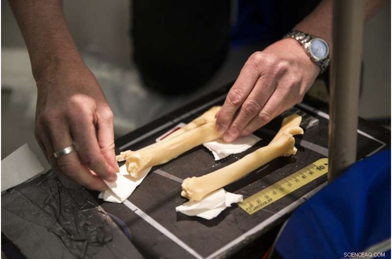Radiographs Reveal Dolly the Sheep’s Skeleton Is Free of Osteoarthritis
