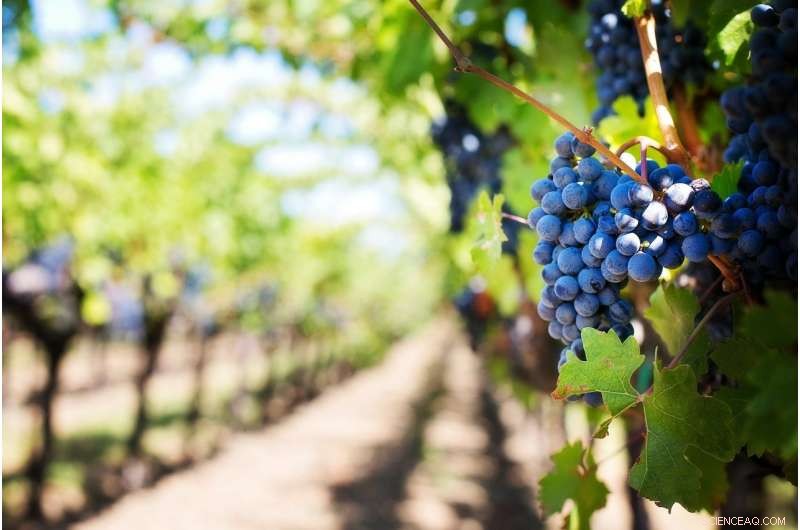 Breakthrough Discovery Accelerates Salt‑Tolerant Grapevine Development for a Sustainable Australian Wine Industry