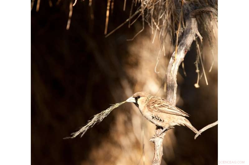 Nest Helpers Enable Female Birds to Produce Smaller Eggs, Study Finds