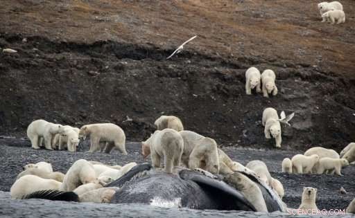 Polar Bears Gather in Massive Numbers on Russian Island, Signaling Arctic Climate Shift