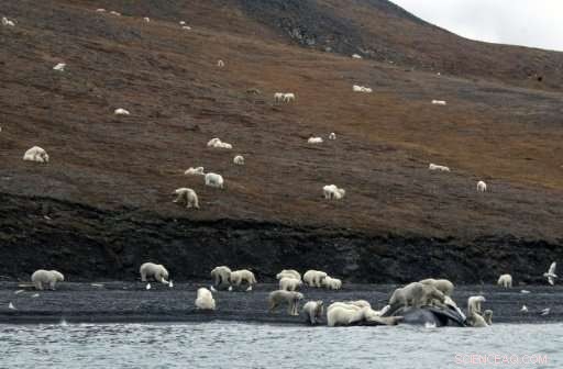 Polar Bears Gather in Massive Numbers on Russian Island, Signaling Arctic Climate Shift