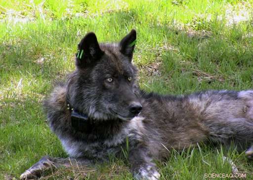 Wolves Return to Oregon: Navigating Conflict and Opportunity