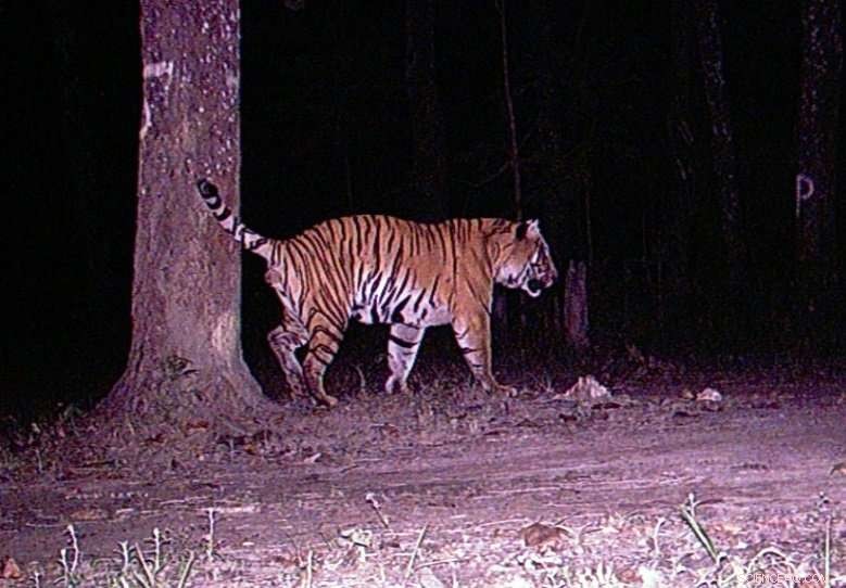 Nepal Aims to Double Tiger Population by 2022 – On Track