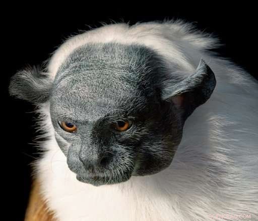 Tim Flach Reveals the Human Faces of Endangered Species in New Photographic Book
