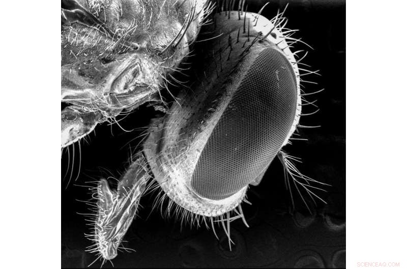 New Study Reveals Flies May Carry More Pathogens Than Previously Thought