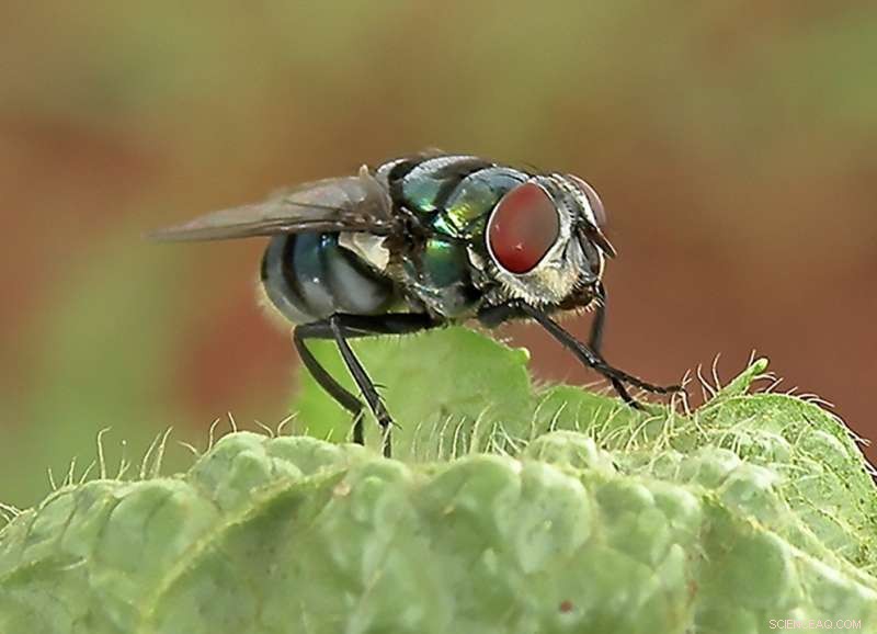New Study Reveals Flies May Carry More Pathogens Than Previously Thought