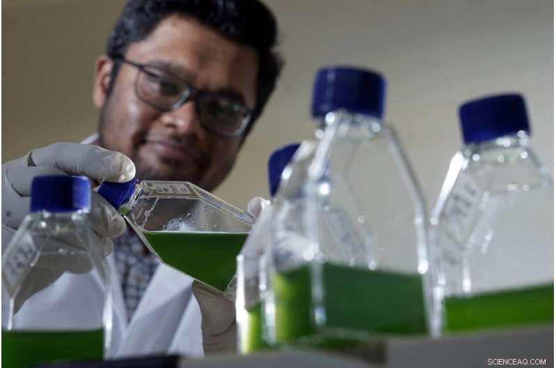 Algal–Bacterial Interaction: Study of Chlamydomonas reinhardtii and Pseudomonas protegens