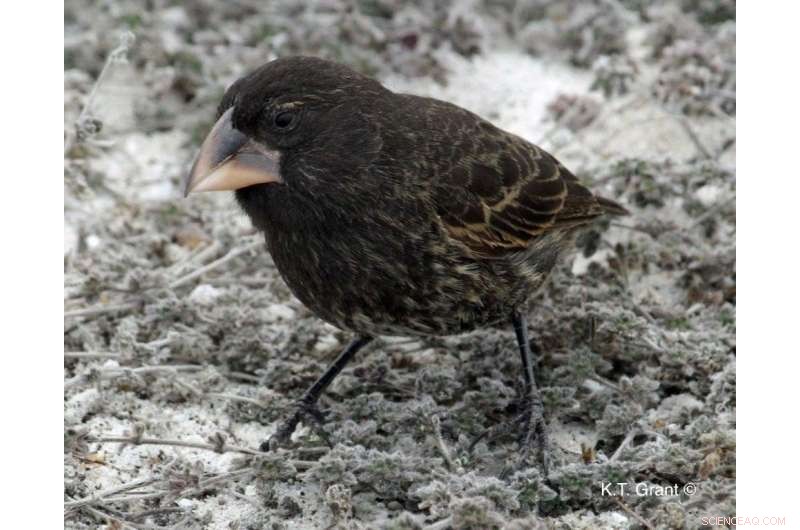 Galapagos Study Shows New Species Can Evolve in Just Two Generations