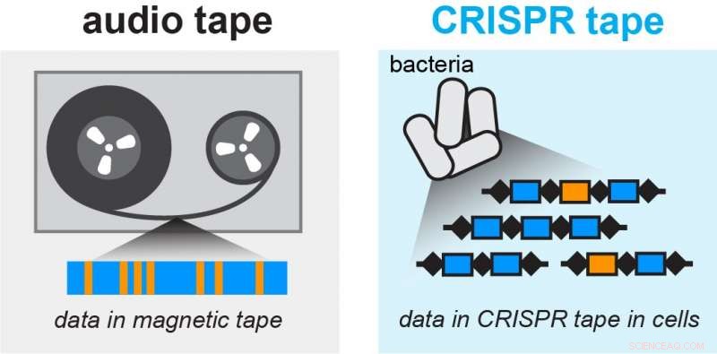 Scientists Build the Smallest Tape Recorder Using Microbes