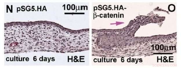 Revolutionary Genomics: Turning Alligator Scales into Feathers
