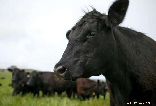 Spain Detects First Bovine Spongiform Encephalopathy Case in Salamanca