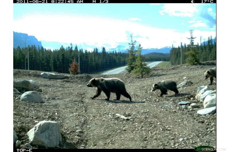 Research Reveals Family‑Friendly Overpasses Essential for Grizzly Bear Safety
