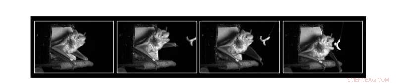 Wild Bats’ Midbrain Reveals Novel Neural Organization for Prey Tracking and Capture