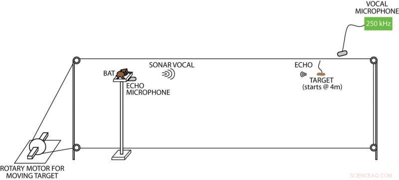 Wild Bats’ Midbrain Reveals Novel Neural Organization for Prey Tracking and Capture
