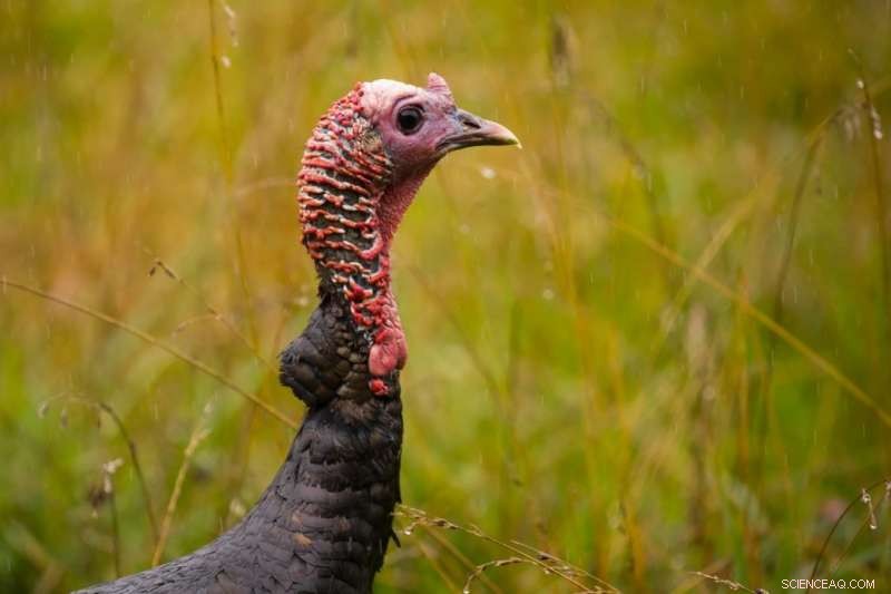 Reviving the Native Wild Turkey: Setting Sustainable Harvest Goals Amid Data Gaps