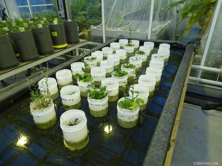 Earthworms Successfully Reproduce in Mars Soil Simulant, Revealing Life Potential
