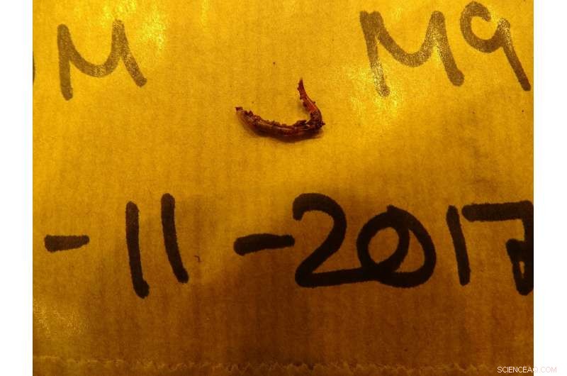 Earthworms Successfully Reproduce in Mars Soil Simulant, Revealing Life Potential