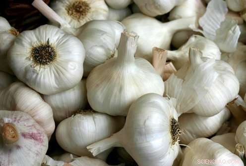 Garlic s Sulphurous Compound Targets Chronic Bacterial Infections