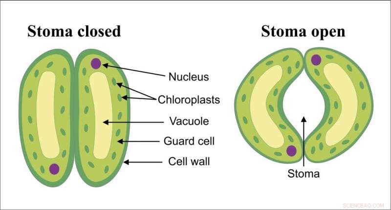 Exploring Plant Circadian Rhythms: A Path to Precision Medicine
