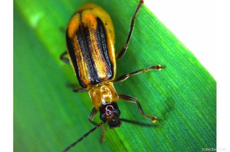 Maize Pest Turns Plant Defenses into Protective Shield
