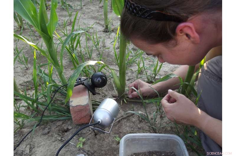 Maize Pest Turns Plant Defenses into Protective Shield