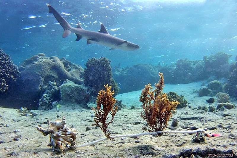 Shark Presence Drives Seaweed Dynamics on Fijian Coral Reefs