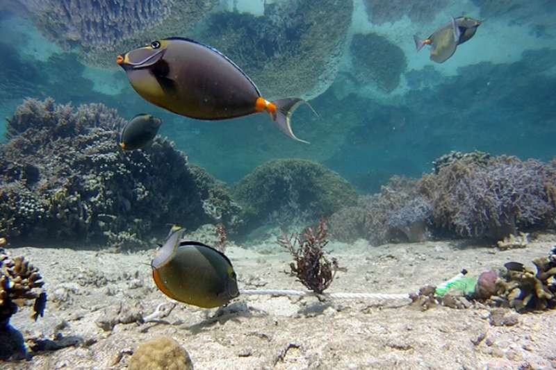 Shark Presence Drives Seaweed Dynamics on Fijian Coral Reefs