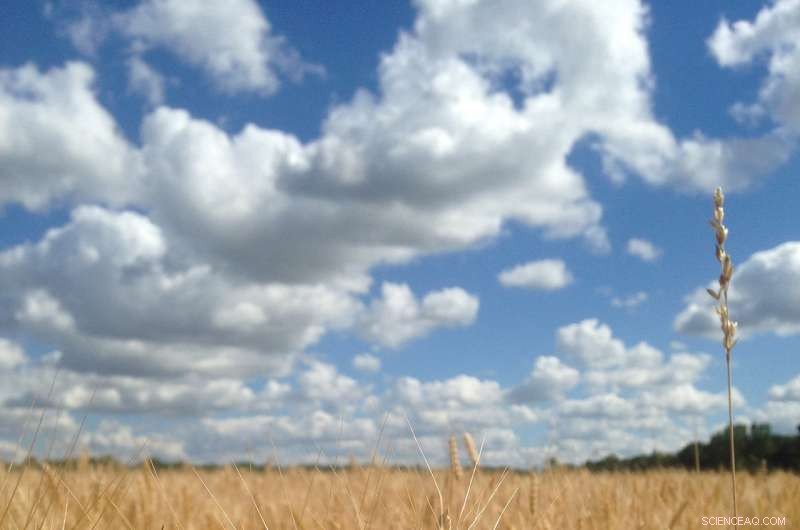 Combating Plant Diseases in Warm Climates to Secure Global Food Supply