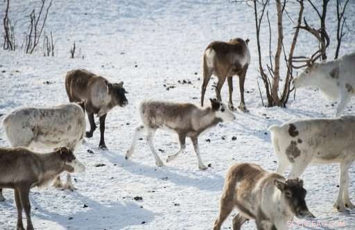 Norway Freight Trains Kill Over 100 Reindeer, Raising Humanitarian Concerns