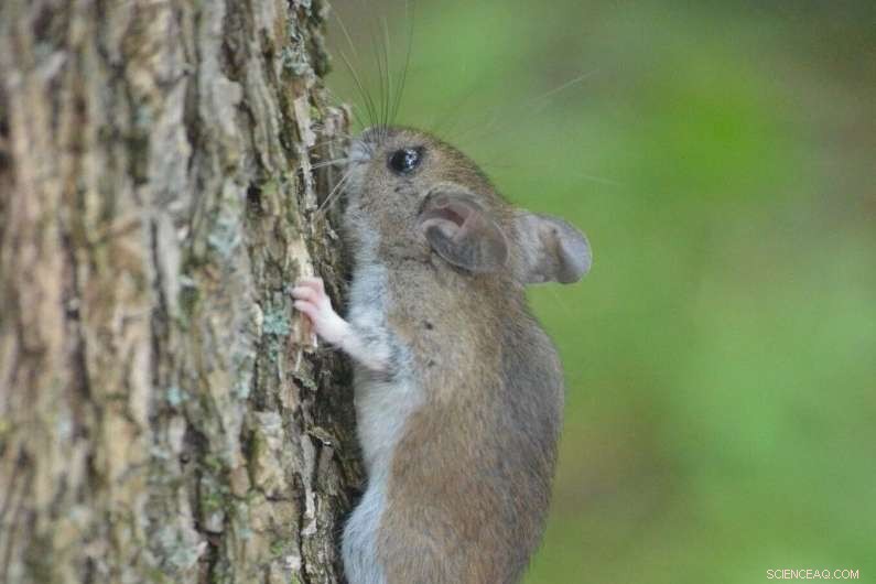 Climate Warming Alters Mouse Physiology in Quebec