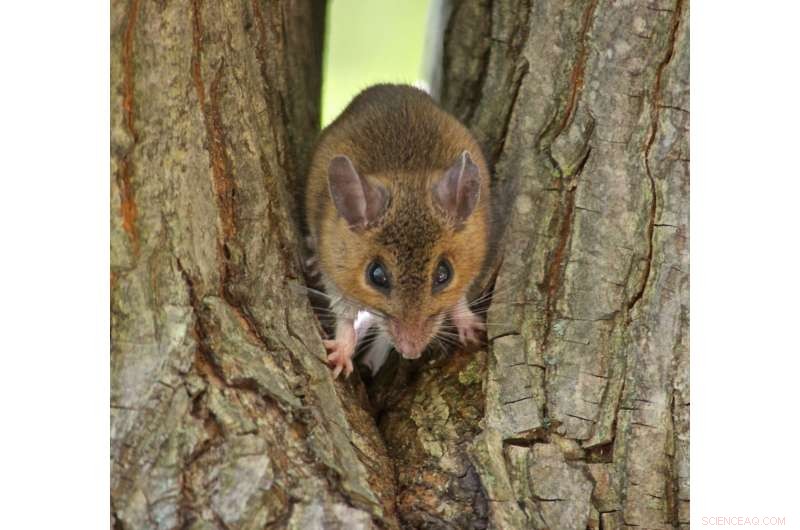 Climate Warming Alters Mouse Physiology in Quebec