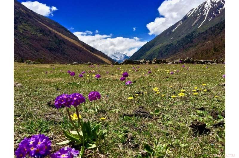 The Secret Signals: How Pollinators Use Multiple Cues to Find Flowers Worldwide