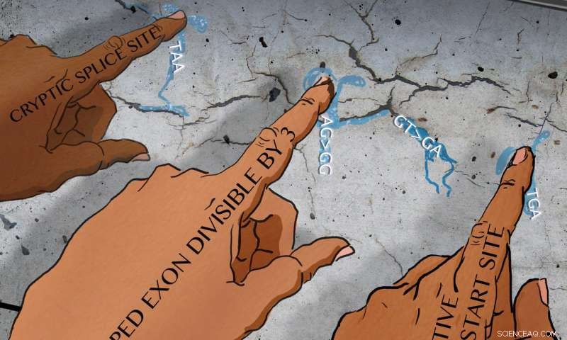 How Zebrafish Illuminate Human Resilience to Genetic Mutations