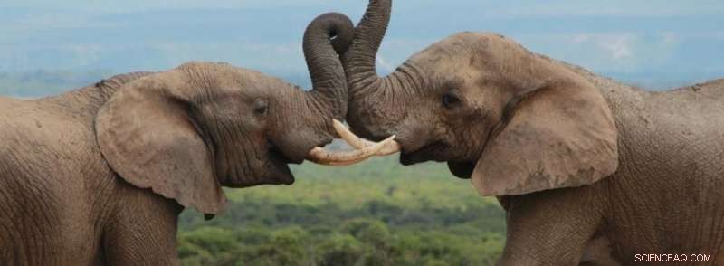 Study Shows Burning Chili Can Safeguard Crops from Elephant Damage