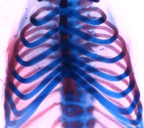 USC Scientists Unveil Novel Method for Crafting Ribs Without Barbecue Sauce