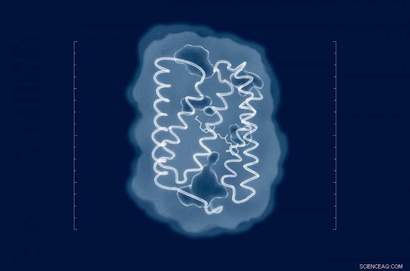 New Structure of ChR2 Reveals Insights for Optogenetics