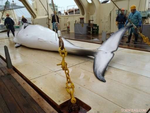 Australian Activists Release Graphic Footage of Japanese Whaling Operation