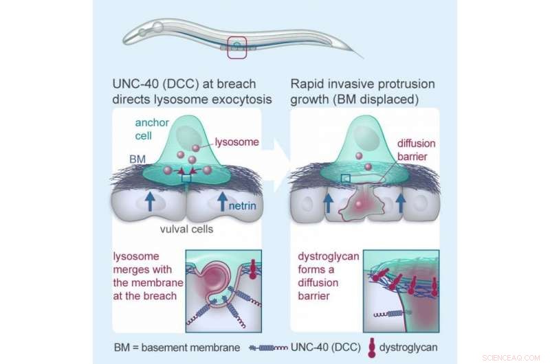 Cells Deform to Squeeze Past Protective Barriers
