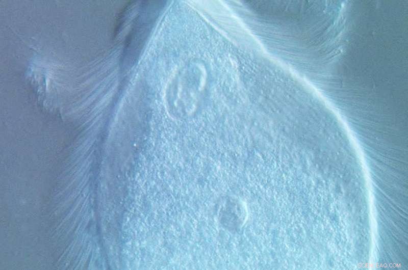 New Termite Gut Microbes Named After Rush: A Study of Hairy, Rhythmic Bacteria