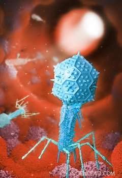 New Study Shows Bacteriophages Interact with Human Cells