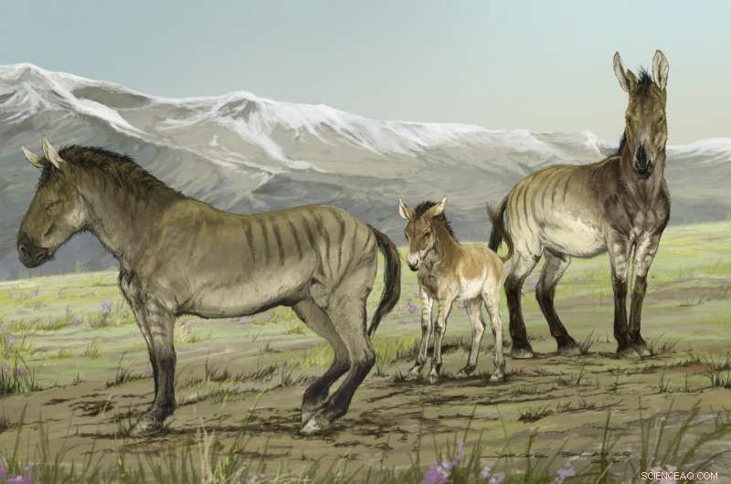 New Genus of Extinct North American Horses Uncovered Through Ancient DNA Analysis