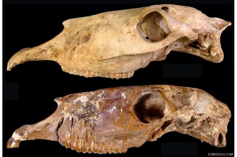 New Genus of Extinct North American Horses Uncovered Through Ancient DNA Analysis