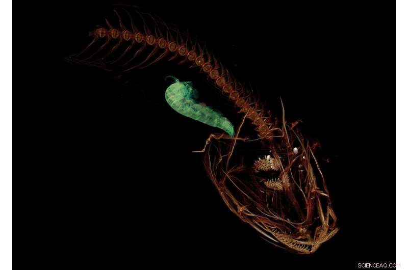 Unveiling the Mariana Snailfish: The Ocean s Deepest Survivor