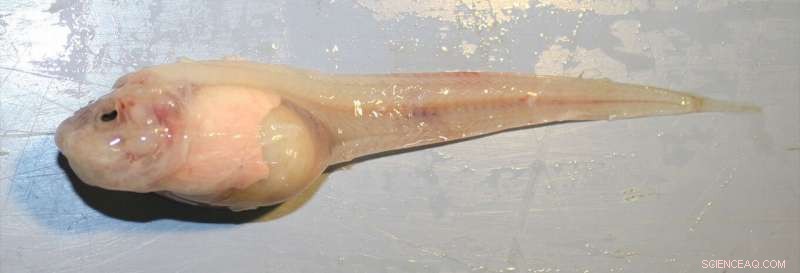 Unveiling the Mariana Snailfish: The Ocean s Deepest Survivor