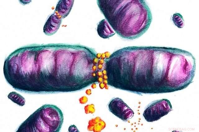 UCLA Bioengineers Uncover New Mechanism Regulating Mitochondrial Size