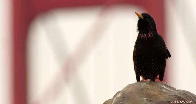 New Study Reveals Fundamental Speed Limit of Superfast Muscles