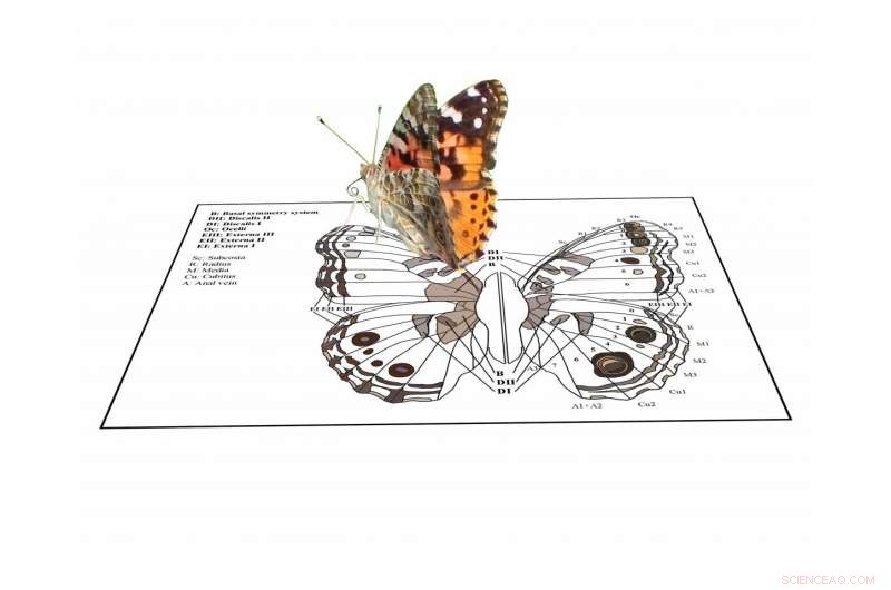 Exploring the Beauty of Butterfly Wings