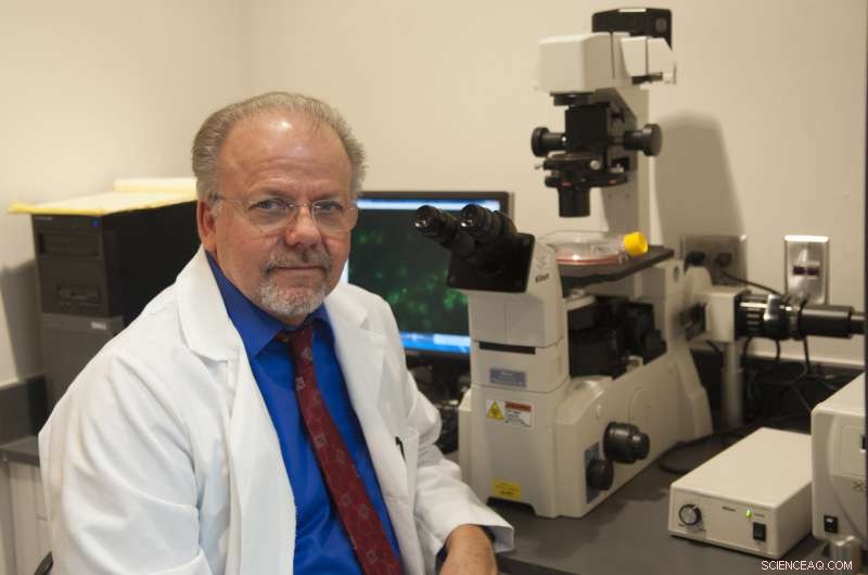 Kansas State Research Offers New Protection for Piglets Against PRRS During Pregnancy